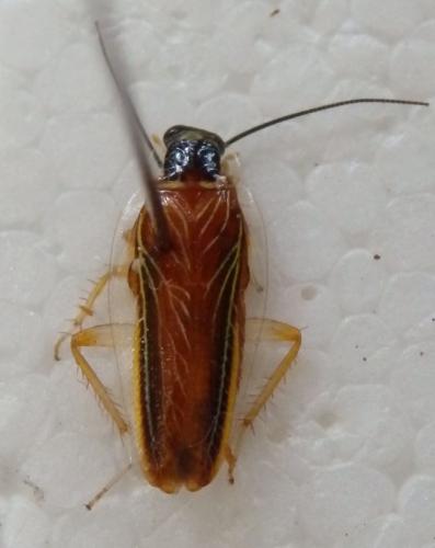 Chorisoneura albonervosa